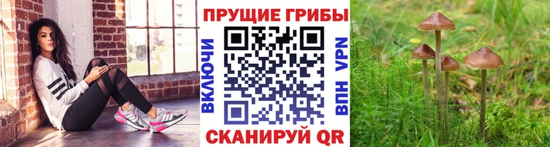 Псилоцибиновые грибы мицелий Череповец